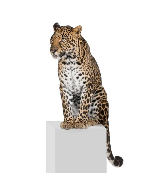 Leopard, Panthera pardus, sitting on pedestal in front of white — Stock Photo, Image