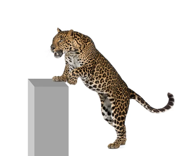 Leopardo, Panthera pardus, subindo no pedestal contra fundo branco, tiro de estúdio — Fotografia de Stock