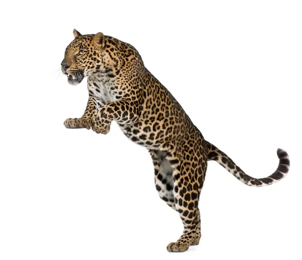 Leopardo, Panthera pardus, davanti a sfondo bianco, studio s — Foto Stock