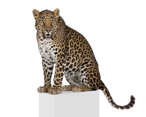 Porträt des Leoparden, Panthera pardus, auf Sockel vor weißem Hintergrund, Studioaufnahme — Stockfoto
