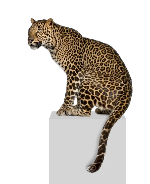 Portrait of leopard, Panthera pardus, on pedestal against white background, studio shot — Stock Photo, Image