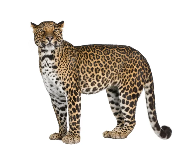 Retrato de leopardo, Panthera pardus, em pé contra fundo branco, tiro de estúdio — Fotografia de Stock