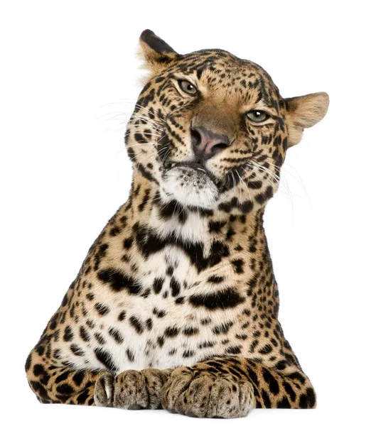 Leopardo, Panthera pardus, deitado na frente do fundo branco — Fotografia de Stock