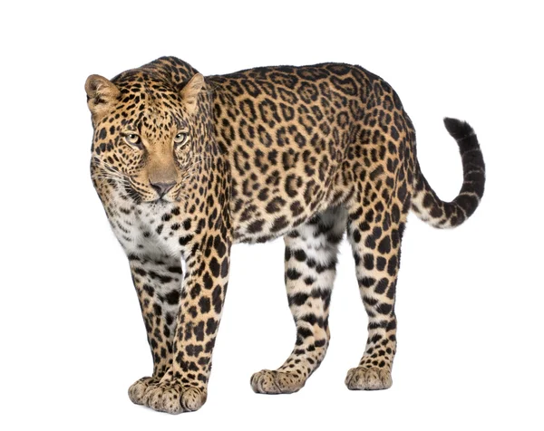 Portrait of leopard, Panthera pardus, standing, studio shot — Stock Photo, Image