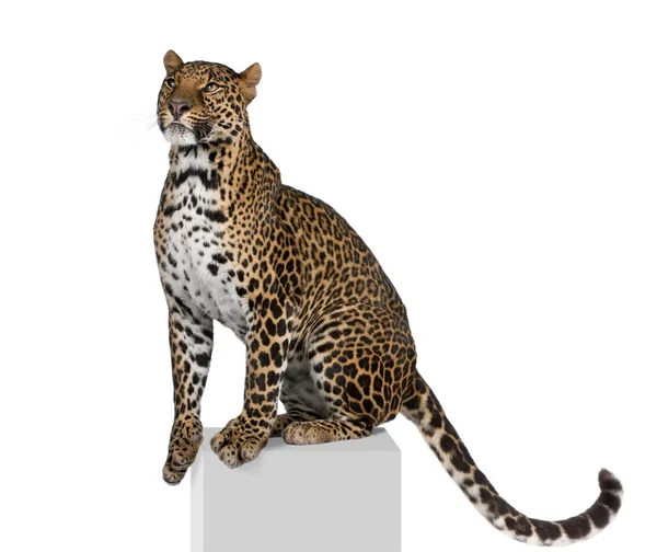 Porträtt av leopard, panthera pardus, på piedestal mot vit bakgrund, studio skott — Stockfoto