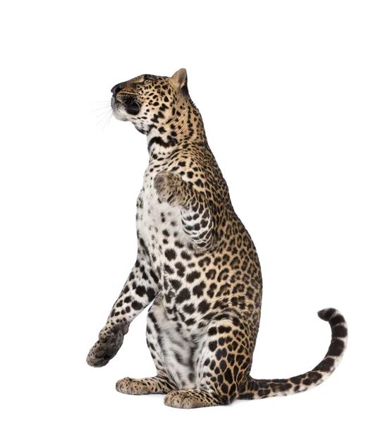 Portrait of leopard, Panthera pardus, sitting against white background, studio shot — Stock Photo, Image