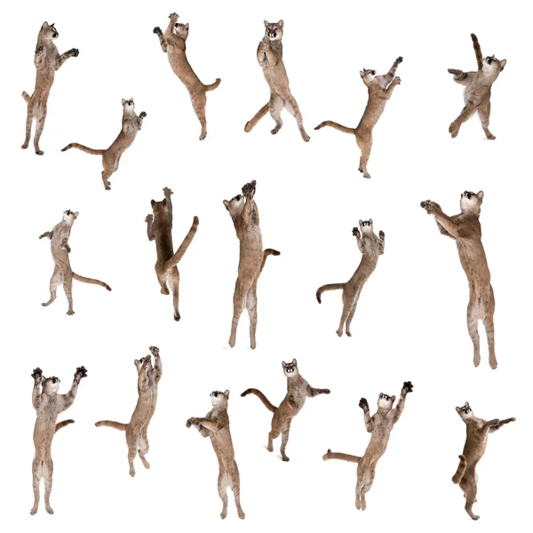 Plusieurs Pumas sautant dans l'air sur fond blanc, plan studio — Photo