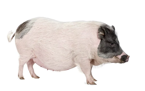 Seitenansicht des Göttinger Minischweins vor weißem Hintergrund, Studioaufnahme — Stockfoto