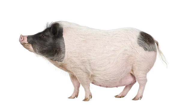 stock image Side view of Gottingen minipig standing against white background, studio shot