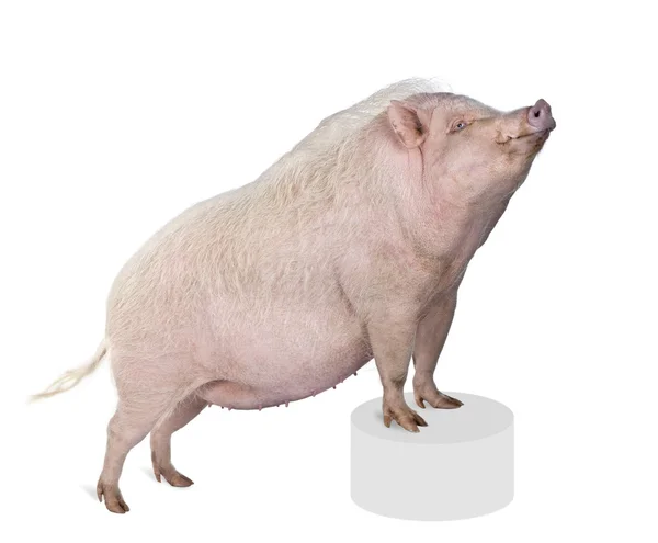 Stock image Portrait of Gottingen minipig standing on pedestal against white background, studio shot