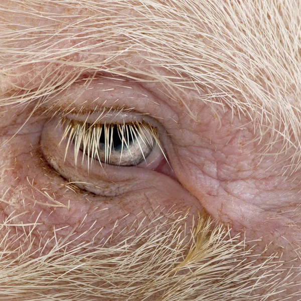 Close-up de Gottingen minipig olho e cabelo — Fotografia de Stock