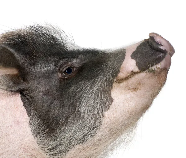 Side view of Gottingen minipig in front of white background, stu — Stock Photo, Image