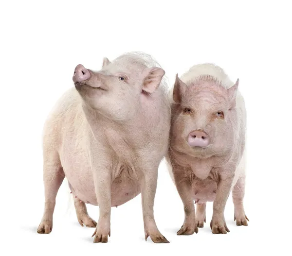 Göttinger Minischweine stehen vor weißem Hintergrund, Studioaufnahme — Stockfoto