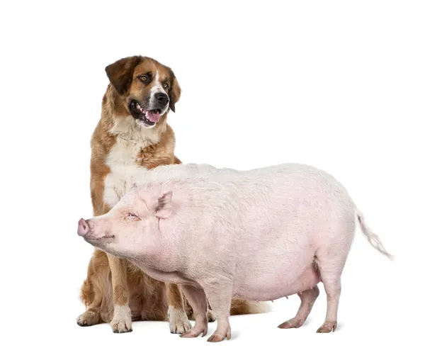 stock image Gottingen minipig and dog standing in front of white background, studio shot