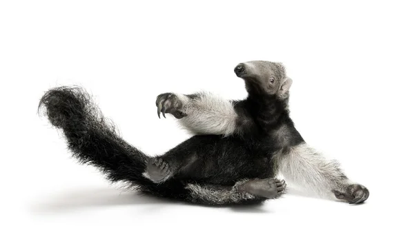 Young Giant Anteater, Myrmecophaga tridactyla, 3 months old, sitting in front of white background, studio shot — Stock Photo, Image