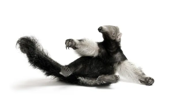 Stock image Young Giant Anteater, Myrmecophaga tridactyla, 3 months old, sitting in front of white background, studio shot