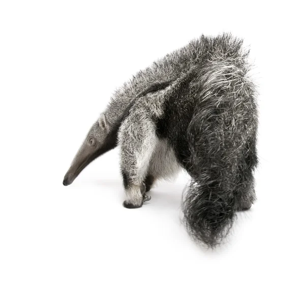 Young Giant Anteater, Myrmecophaga tridactyla, 3 months old, walking in front of white background, studio shot — Stock Photo, Image