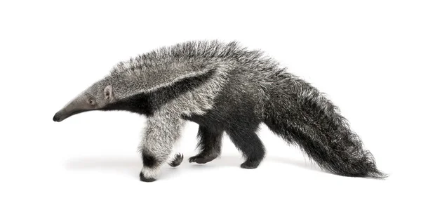 Young Giant Anteater, Myrmecophaga tridactyla, 3 months old, walking in front of white background, studio shot — Stock Photo, Image