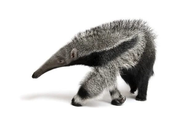 Νέοι γίγαντας anteater, myrmecophaga tridactyla, 3 μηνών, με τα πόδια μπροστά από το λευκό φόντο, studio που γυρίστηκε若いアリクイ、myrmecophaga tridactyla、3 か月古い、白い背景に、スタジオ ショットの前に座っています。 — Φωτογραφία Αρχείου
