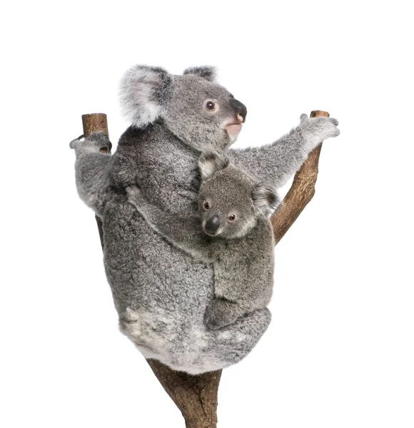 Koala björnar klättrar träd, 4 år och 9 månader gammal, phascolarctos cinereus, framför vit bakgrund — Stockfoto
