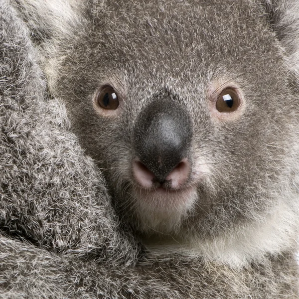 Close-up van koala bear, phascolarctos cinereus, 9 maanden oud — Stockfoto