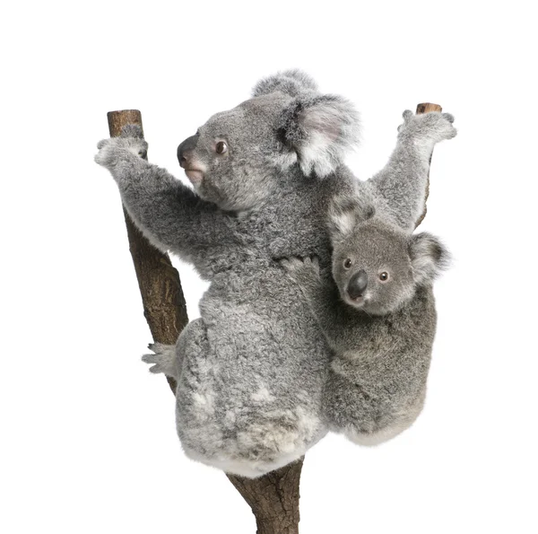 Koala porta albero rampicante, 4 anni e 9 mesi, Phascolarctos cinereus, davanti a sfondo bianco — Foto Stock