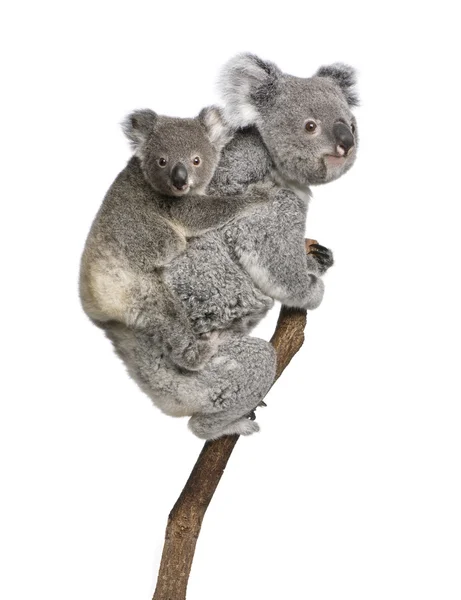 Koala medvék fa, 4 éves és 9 hónapos, hegymászás Phascolarctos cinereus, fehér háttér előtt — Stock Fotó