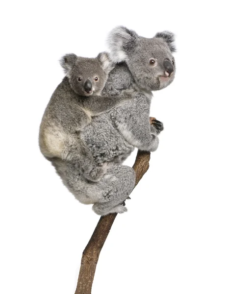 Koala porta albero rampicante, 4 anni e 9 mesi, Phascolarctos cinereus, davanti a sfondo bianco — Foto Stock