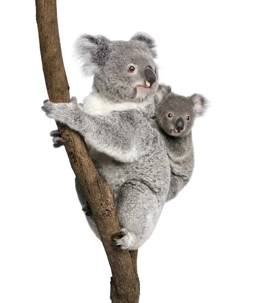 Медведи коалы, лазающие по дереву, 4 года и 9 месяцев, Phascolarctos cinereus, на белом фоне — стоковое фото