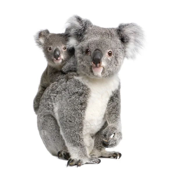 Retrato de ursos Koala, 4 anos e 9 meses, Phascolarctos cinereus, em frente ao fundo branco — Fotografia de Stock