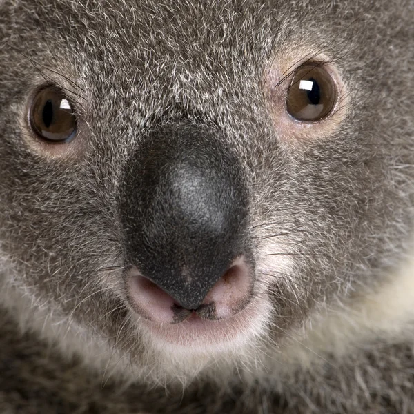 Közelkép portréja férfi Koala medve, Phascolarctos cinereus, 3 éves — Stock Fotó