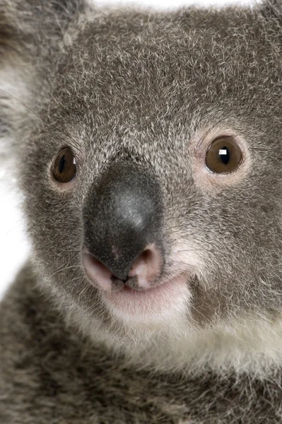 Close-up portrait of male Koala bear, Phascolarctos cinereus, 3 years old — Stock Photo, Image