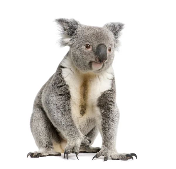 Portré férfi Koala medve, Phascolarctos cinereus, 3 éves — Stock Fotó