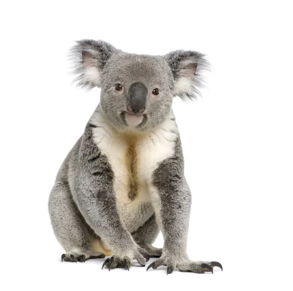 Retrato de urso Koala macho, Phascolarctos cinereus, 3 anos — Fotografia de Stock