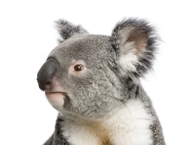 Porträt des männlichen Koalabären, phascolarctos cinereus, 3 Jahre alt — Stockfoto