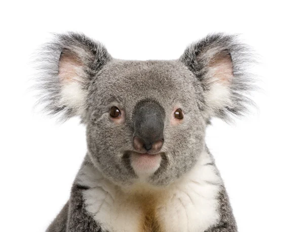 Portrait of male Koala bear, Phascolarctos cinereus, 3 years old — Stock Photo, Image