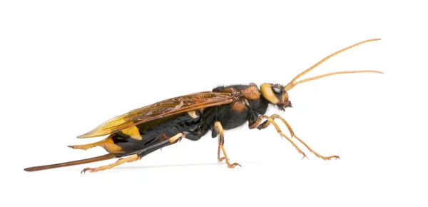 Horntail wasp, Urocerus gigas — Stock Photo, Image