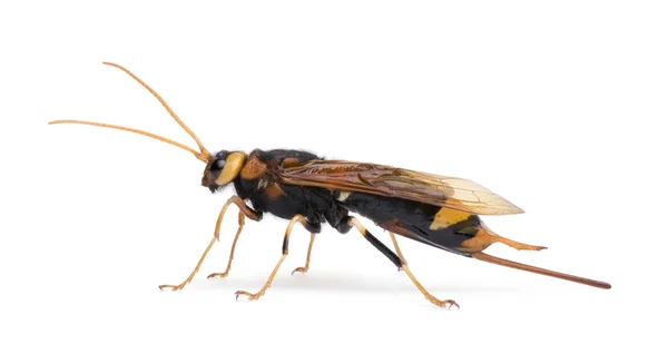Horntail wasp, Urocerus gigas — Stok fotoğraf