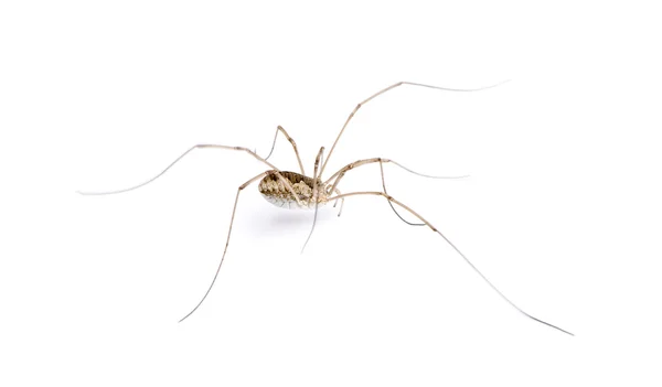 Opiliones aranha na frente de fundo branco, tiro estúdio — Fotografia de Stock