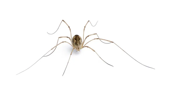 Beyaz arka plan, stüdyo çekim önünde opiliones örümcek — Stok fotoğraf