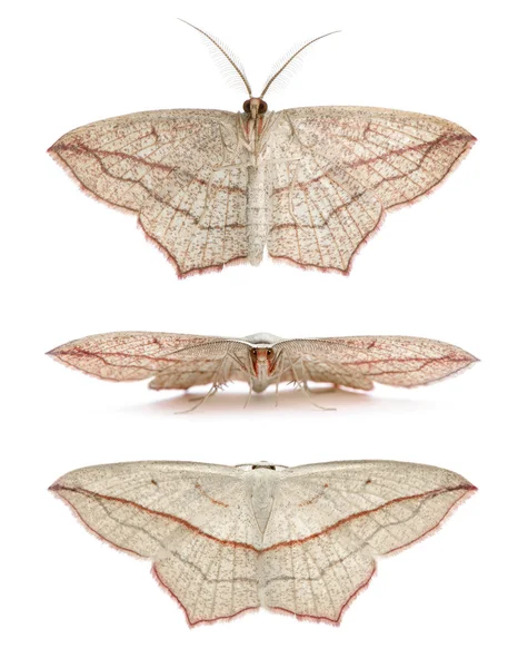 Blod-ven nattfjärilar, timandra comae — Stockfoto
