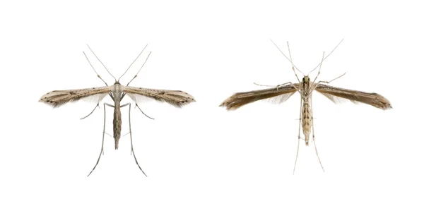 Hochwinkelaufnahme der Motte, Lepidoptera, vor weißem Hintergrund, Studioaufnahme — Stockfoto