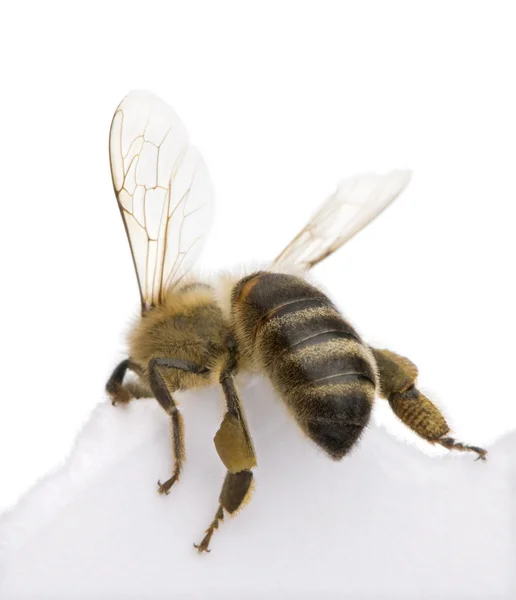 Honeybee in front of white background, studio shot — Stock Photo, Image