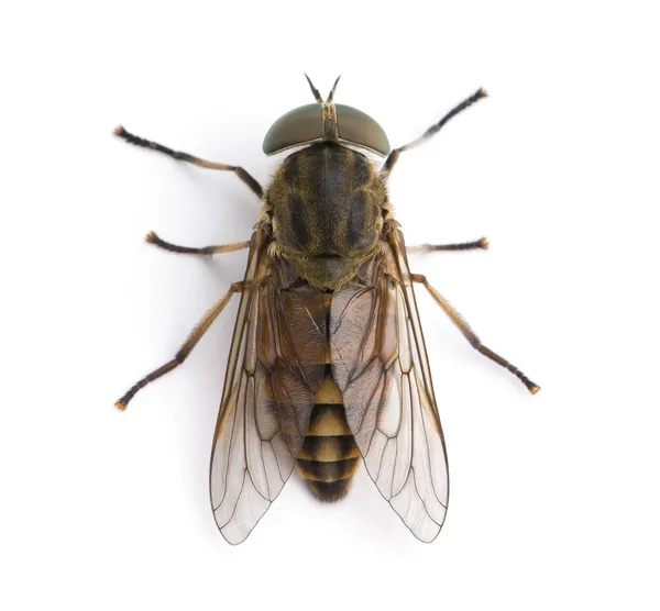 Vista ad alto angolo della mosca gigante pallida, Tabanus bovinus, sullo sfondo bianco, ripresa in studio — Foto Stock