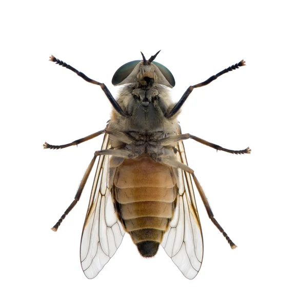 Высокий угол обзора бледной гигантской конской мухи, Tabanus bovinus , — стоковое фото
