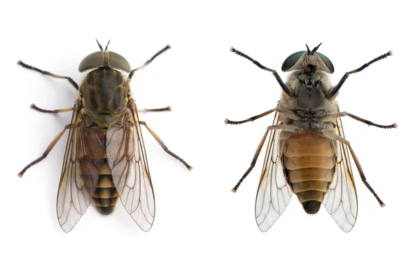 Vista ad alto angolo della mosca gigante pallida, Tabanus bovinus , — Foto Stock