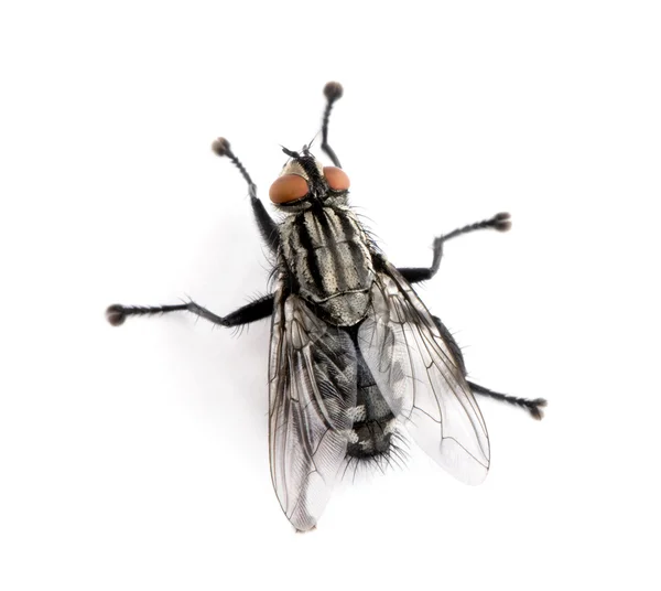 Flesh fly in front of white background, studio shot — Stock Photo, Image