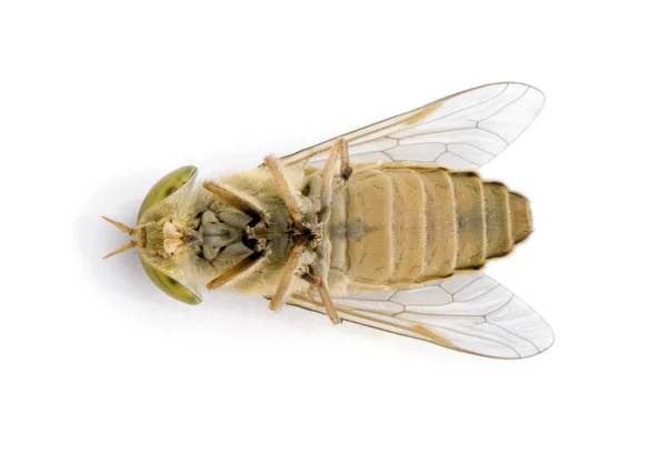 Horse-fly, Atylotus rusticus, against white background, studio shot — Stock Photo, Image