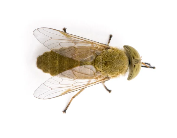 Horse-fly, Atylotus rusticus, against white background, studio shot — Stock Photo, Image