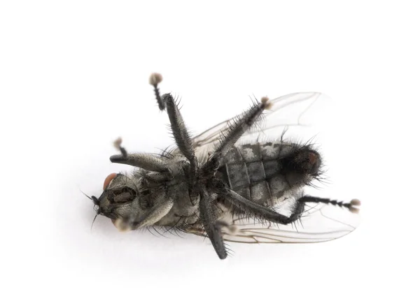 Σάρκα μύγα μπροστά από το λευκό φόντο, studio που γυρίστηκε — Φωτογραφία Αρχείου